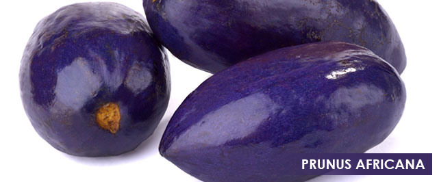 Trattamenti e prodotti: prunus africana